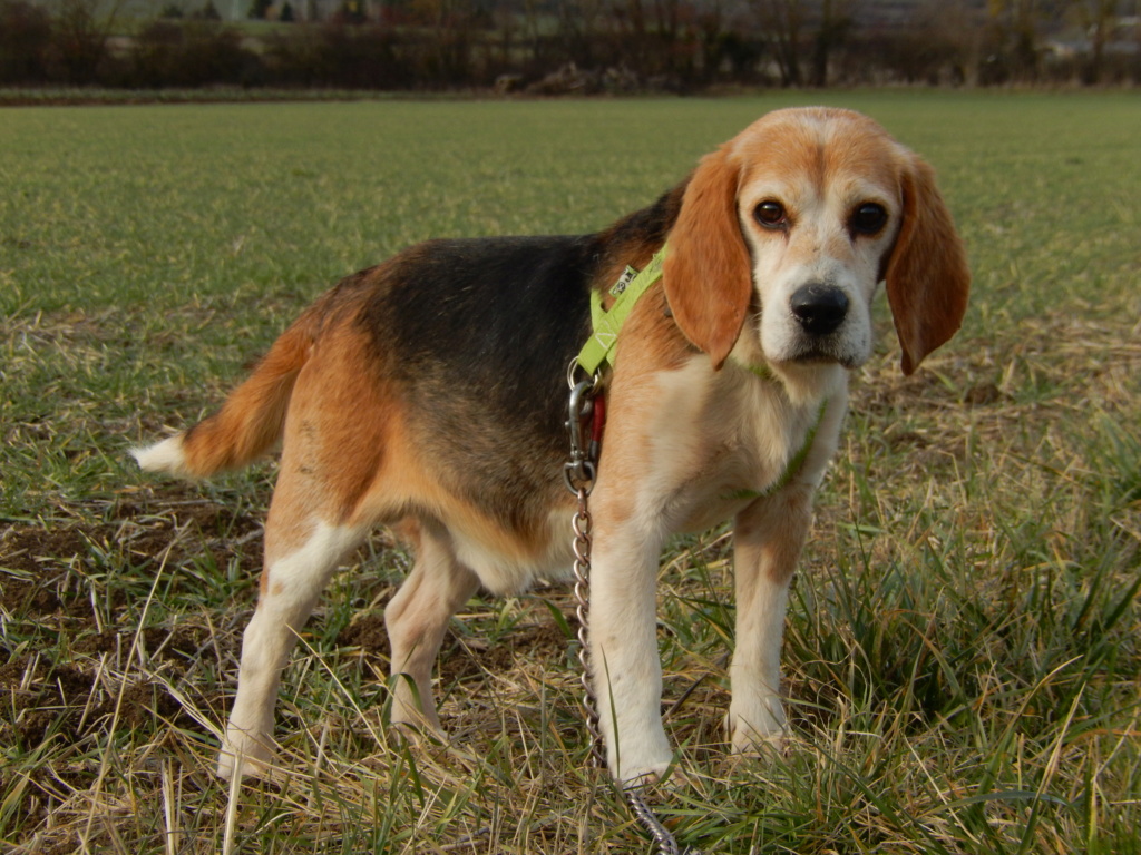 FURTIF (mâle croisé beagle) 2dscn910