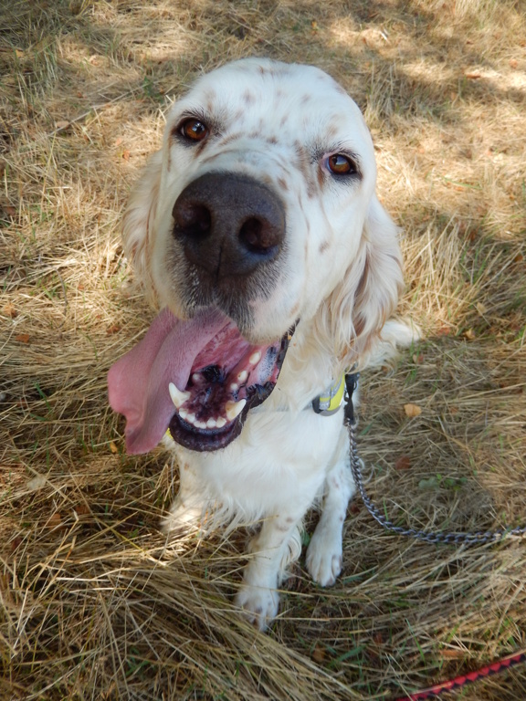 Patoche (mâle setter anglais) 345