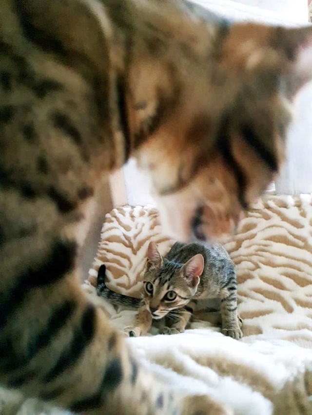 ZIZOU ( chaton "Z" tigré )→ OREO dans sa nouvelle famille . 39744812
