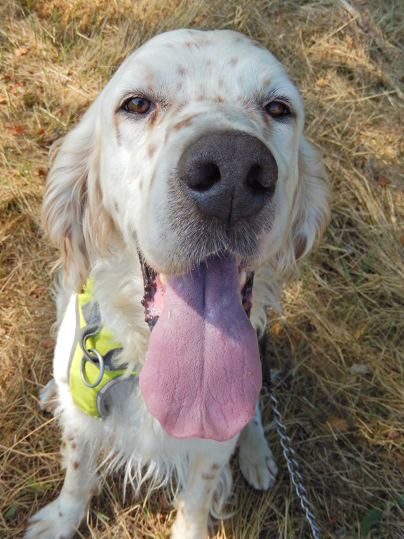 Patoche (mâle setter anglais) 432