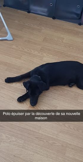 POLO dans sa nouvelle famille. 64931110