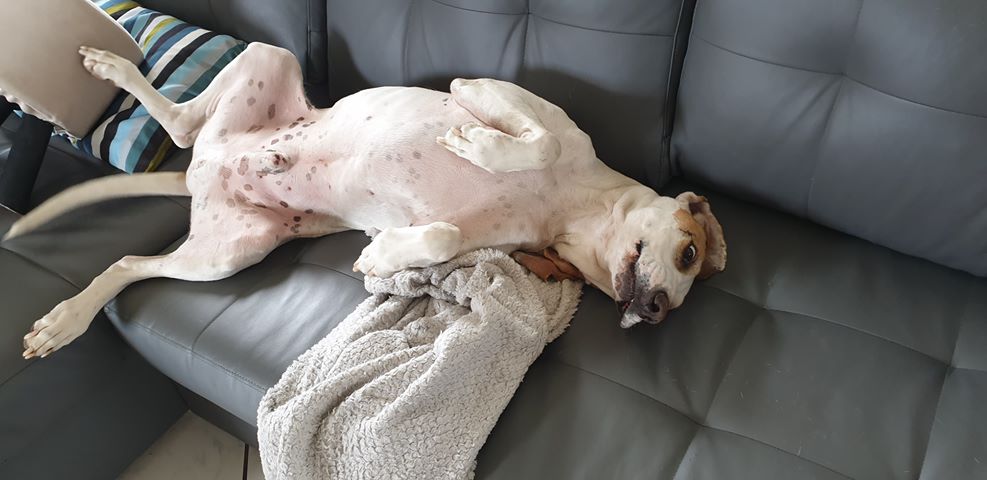 Haribo ( chien mâle croisé courant) 71080410