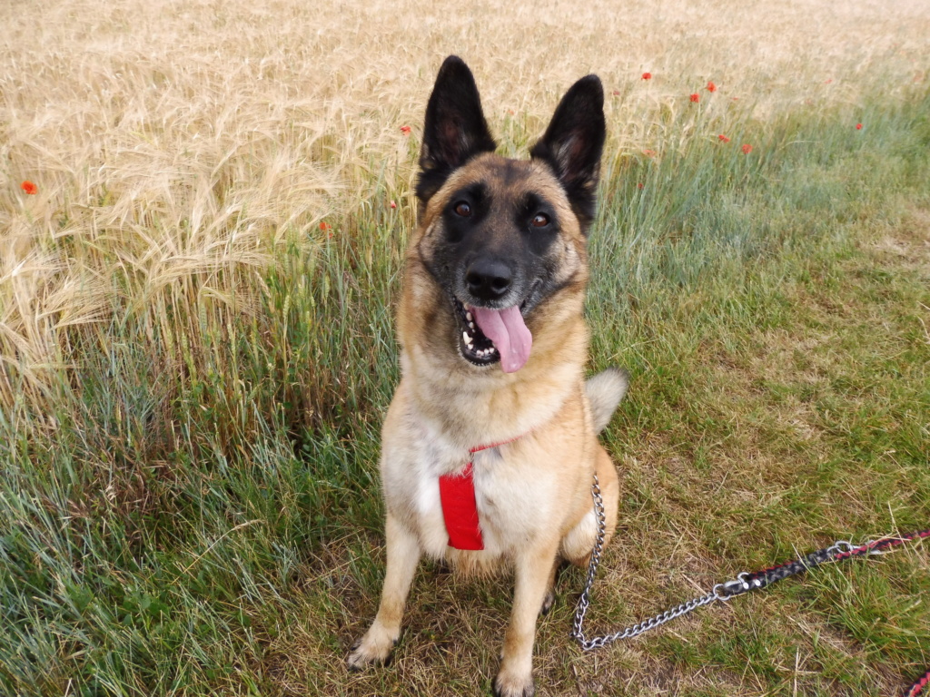 IXY (femelle berger belge/malinois) 7p102010