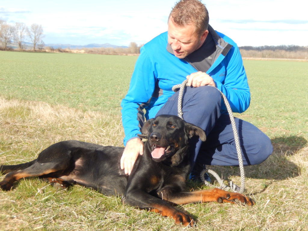 MILO (chien croisé beauceron) 8_dscn11