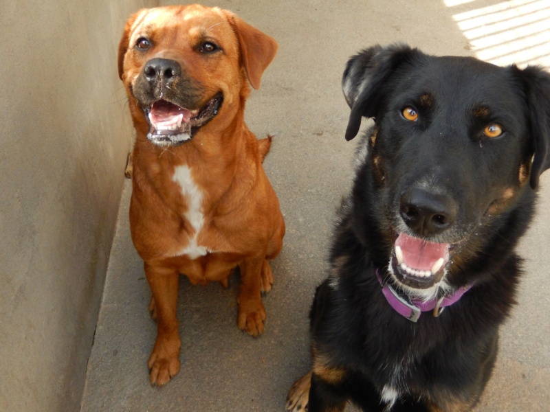 Marley  (mâle croise beauceron) - Page 3 A0233_10