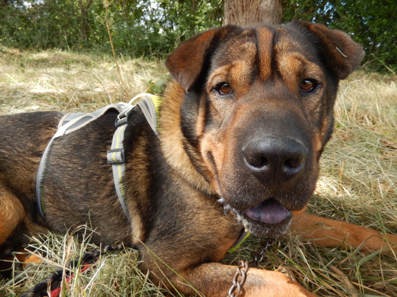 Loko dit "Loulou" (mâle croisé Sharpei) Dscn0711