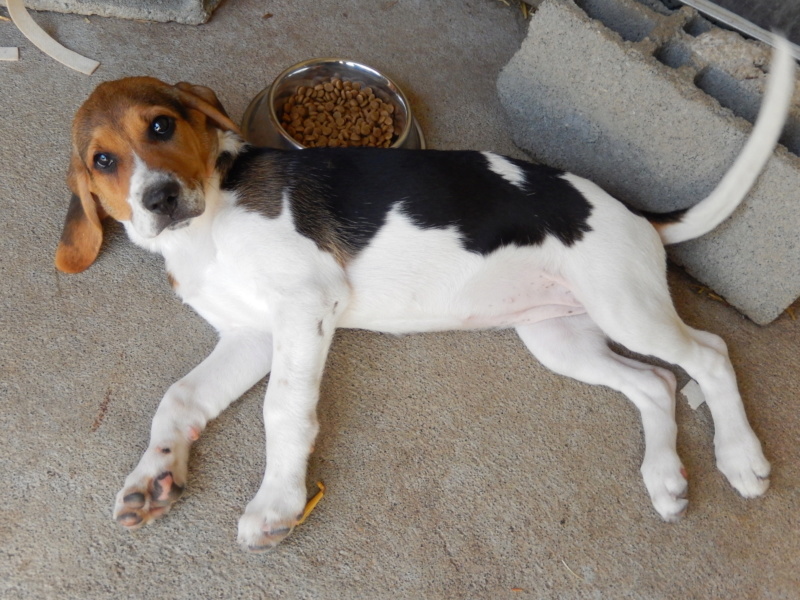 LEPTON  (chiot croisé Beagle) Dscn1510