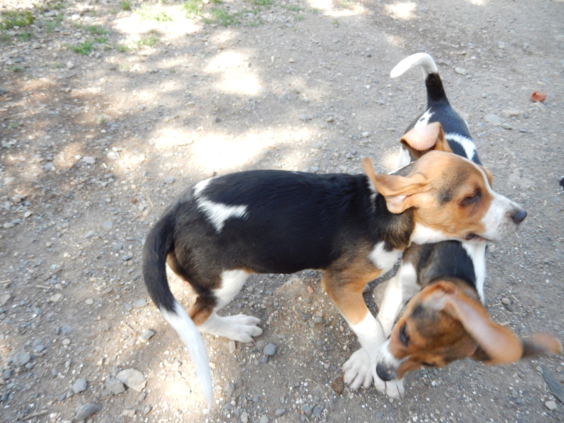 LEPTON  (chiot croisé Beagle) Dscn1512