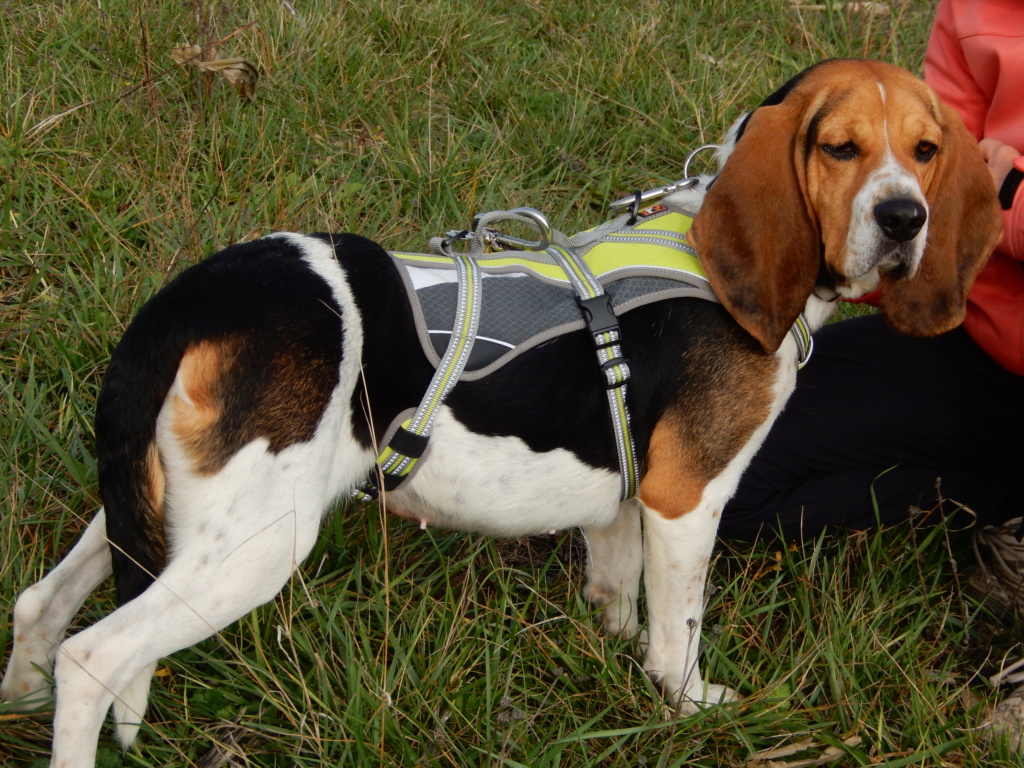 Reine (femelle croisée beagle)  Dscn7310