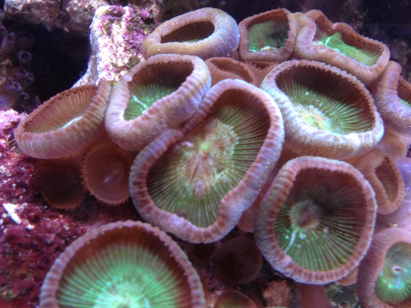 Démarrage sauvage d'un nano avec des coraux! Img_3714