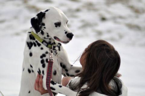 Dalmatien