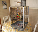 Cage pour conure jandaya Dsc02011