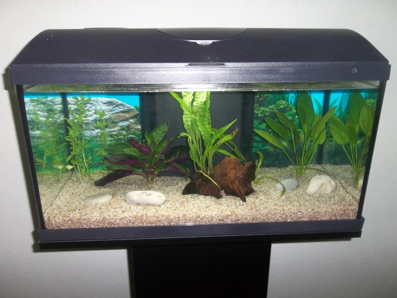 Quel poissons pour mon aquarium de 54 litres ? 100_2612