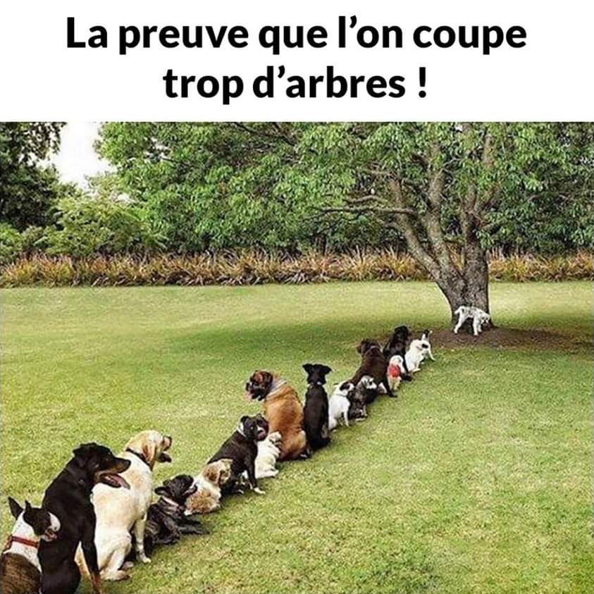 Juste pour rire - Page 3 Fb_img10