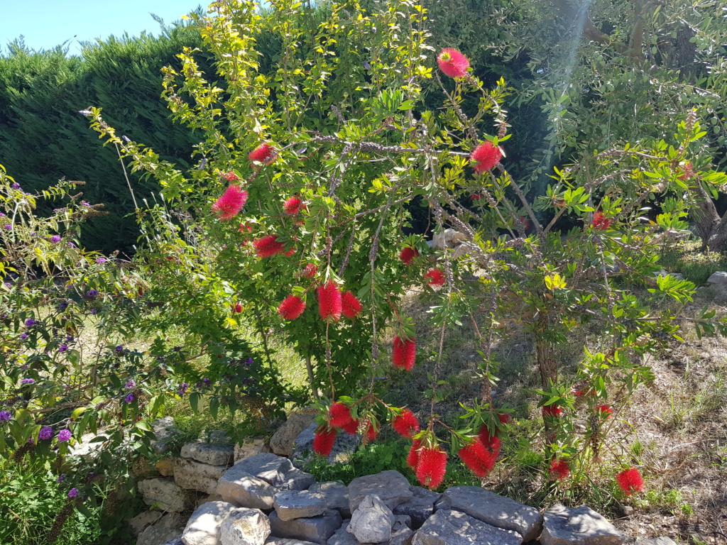 Les plantes du bassin de Mopliko - Page 16 20180926