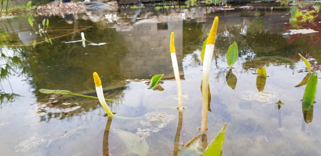 Les plantes du bassin de Mopliko - Page 20 20190414