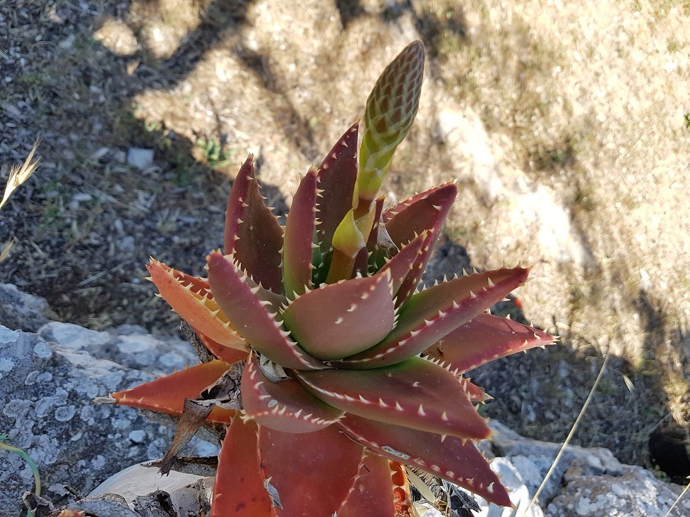 Fleurs de mon jardin - Page 4 20190638