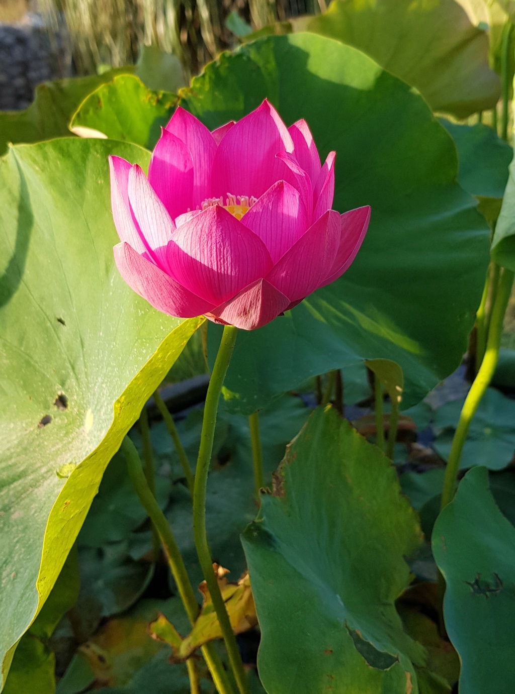 Mopliko et les Lotus du jardin de Nelumbo - Page 16 20190671