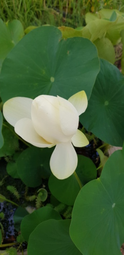 Mopliko et les Lotus du jardin de Nelumbo - Page 17 20190715
