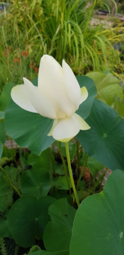 Mopliko et les Lotus du jardin de Nelumbo - Page 17 20190716