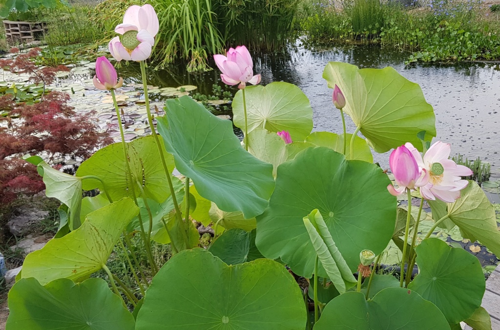 Mopliko et les Lotus du jardin de Nelumbo - Page 17 20190717