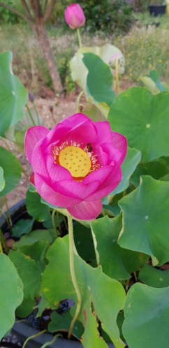 Mopliko et les Lotus du jardin de Nelumbo - Page 17 20190718