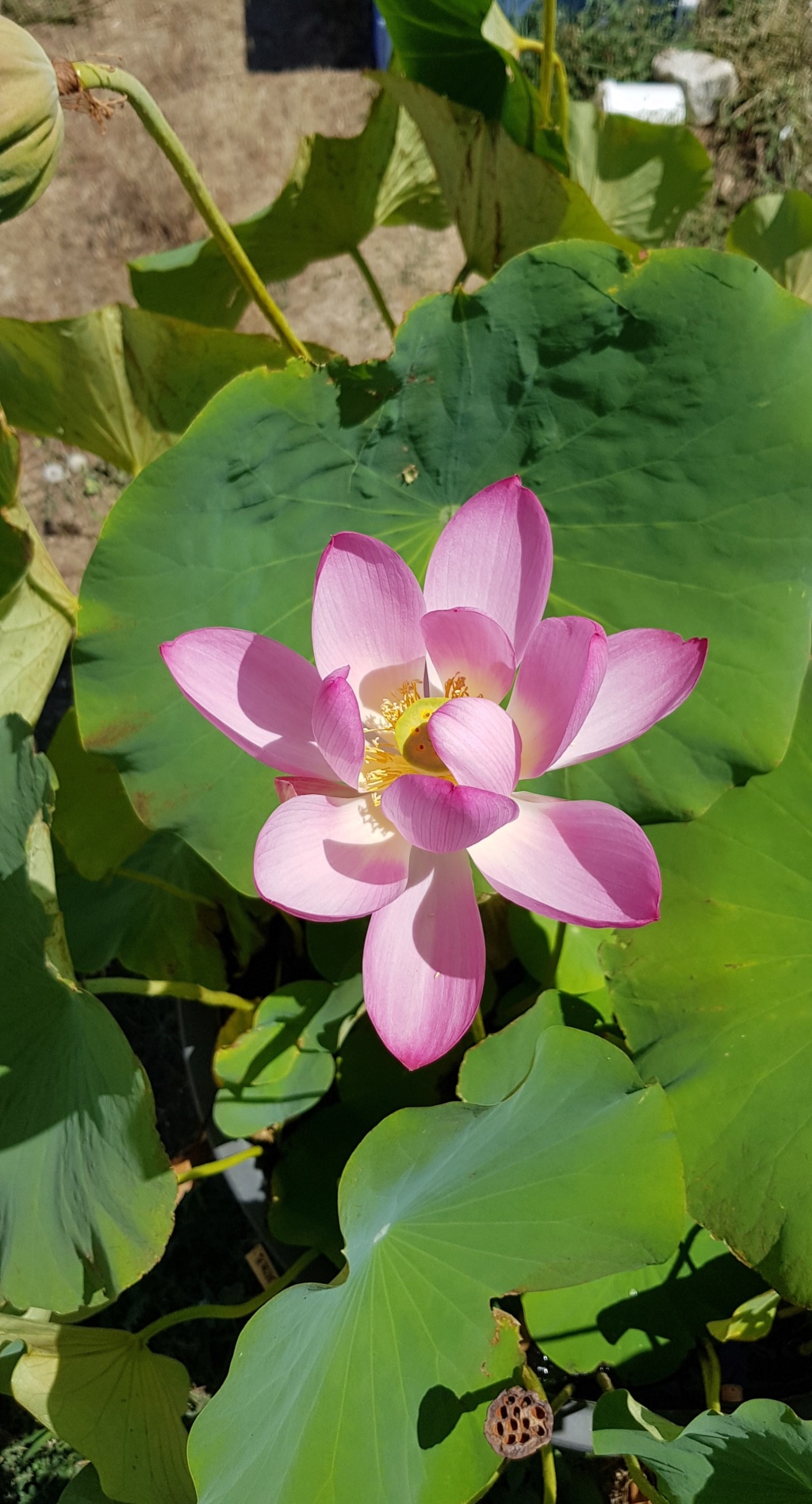Mopliko et les Lotus du jardin de Nelumbo - Page 17 20190749
