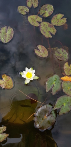 Les plantes du bassin de Mopliko - Page 25 20200443