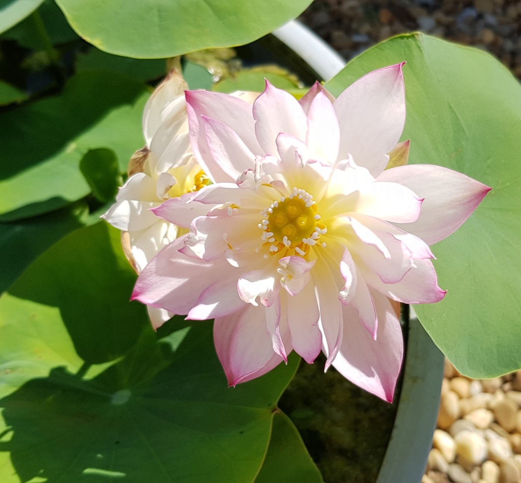 Mopliko et les Lotus du jardin de Nelumbo - Page 18 20200743