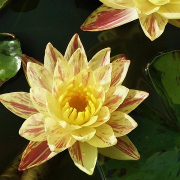 Nymphaea "Paranee" 360x1018