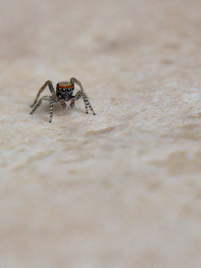 Une minuscule chasseuse (warning : araignée) P1001711