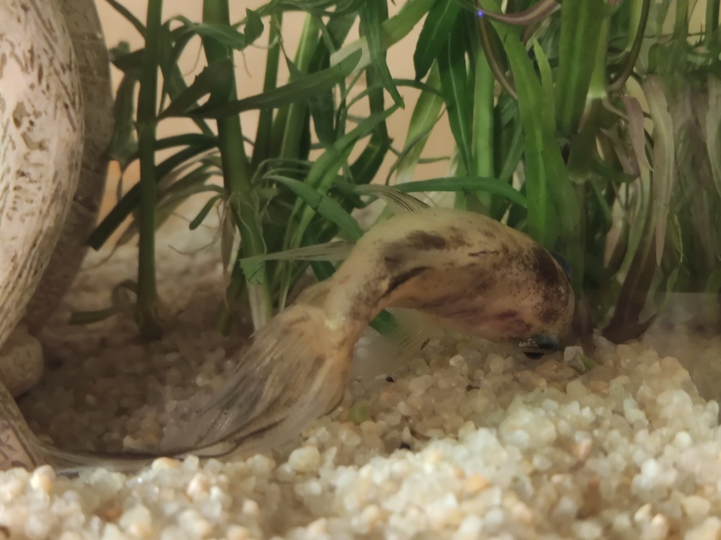 Maladie poisson rouge commun