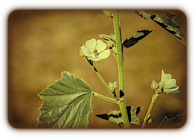 Магическое использование Алтея аптечного (Althea officinalis). A60