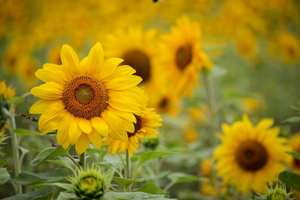 Suncokreti-sunflowers 118