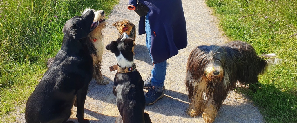 ADOPTEE-URGENT-Chienne de 7 ans cherche un accueil en urgence - Page 4 20220615