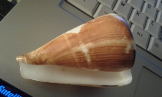 Conus_vexillum 20200130