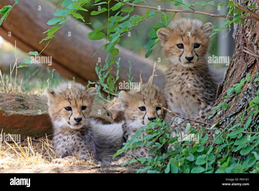 Imágenes con animales - Página 2 Sudan-10