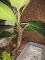 Corucia zebrata - Page 4 Ficus10