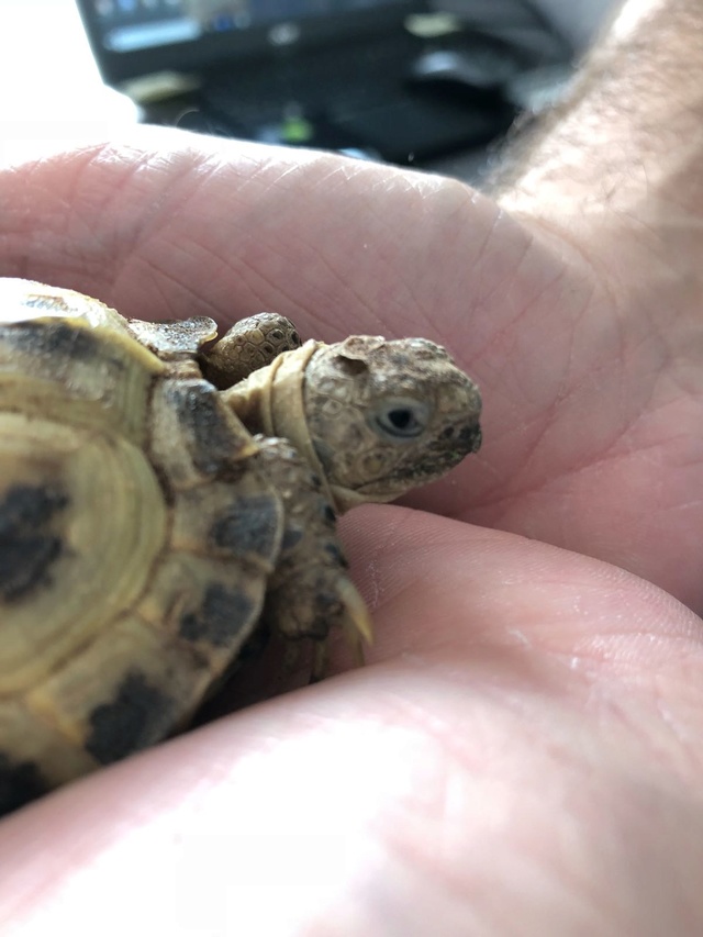 Jeune Tortue yeux fermés, ne s'alimente plus seule - Page 2 Whatsa10