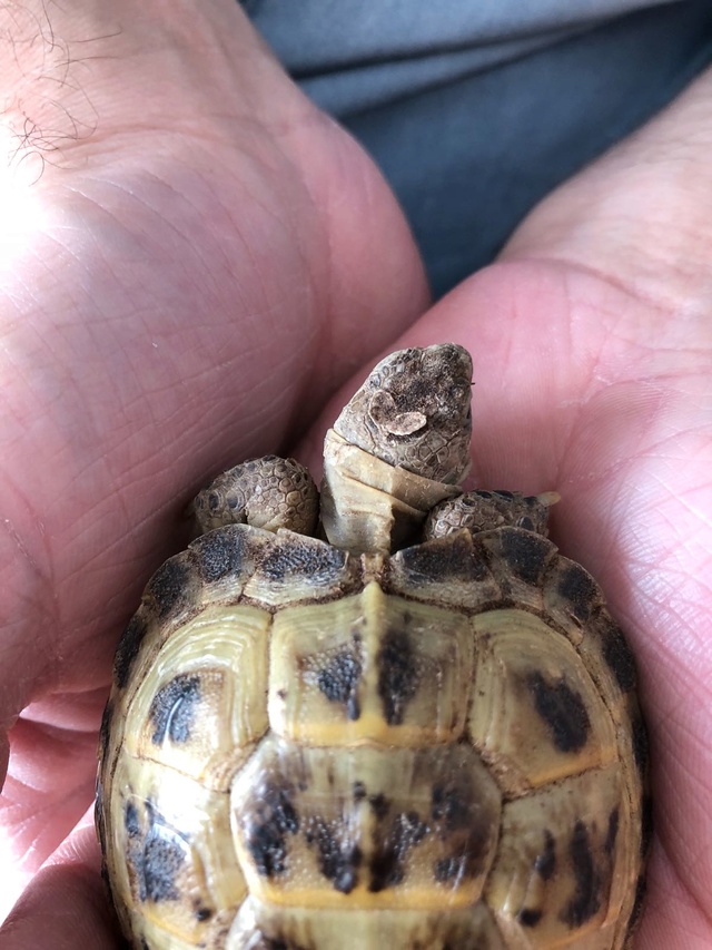 Jeune Tortue yeux fermés, ne s'alimente plus seule - Page 2 Whatsa11