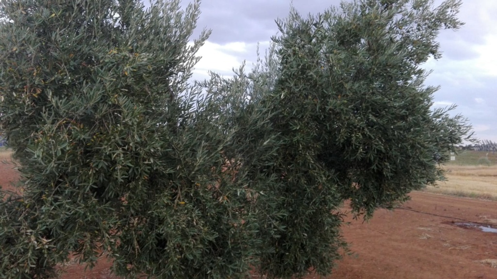 Mi primer análisis foliar Picualalmorriche Tierra de Barros (Badajoz) Photo-13