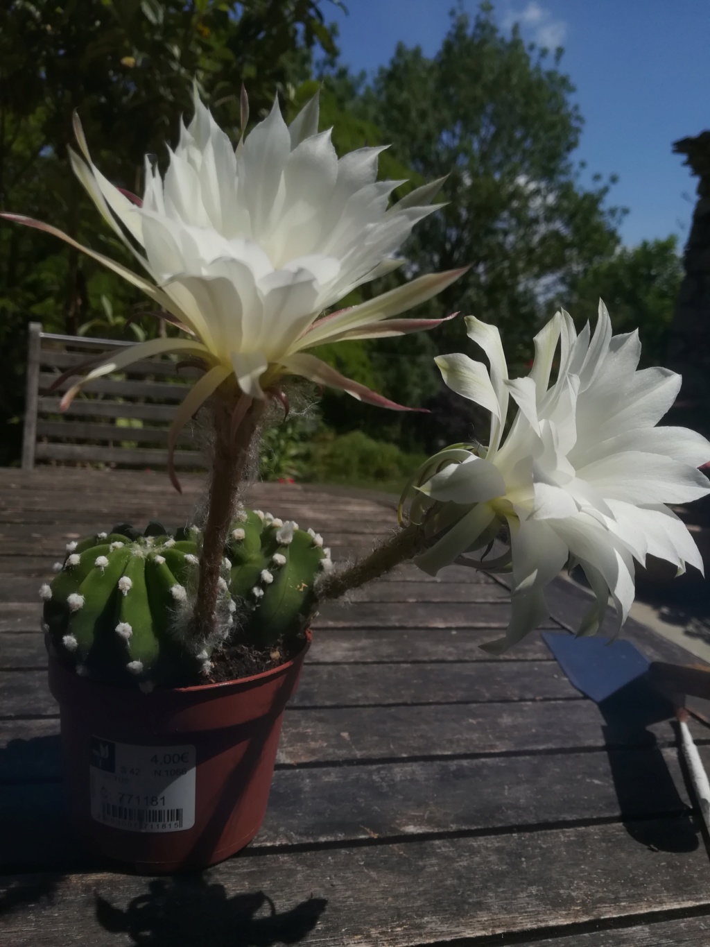 Echinopsis subdenudata  Img_2181