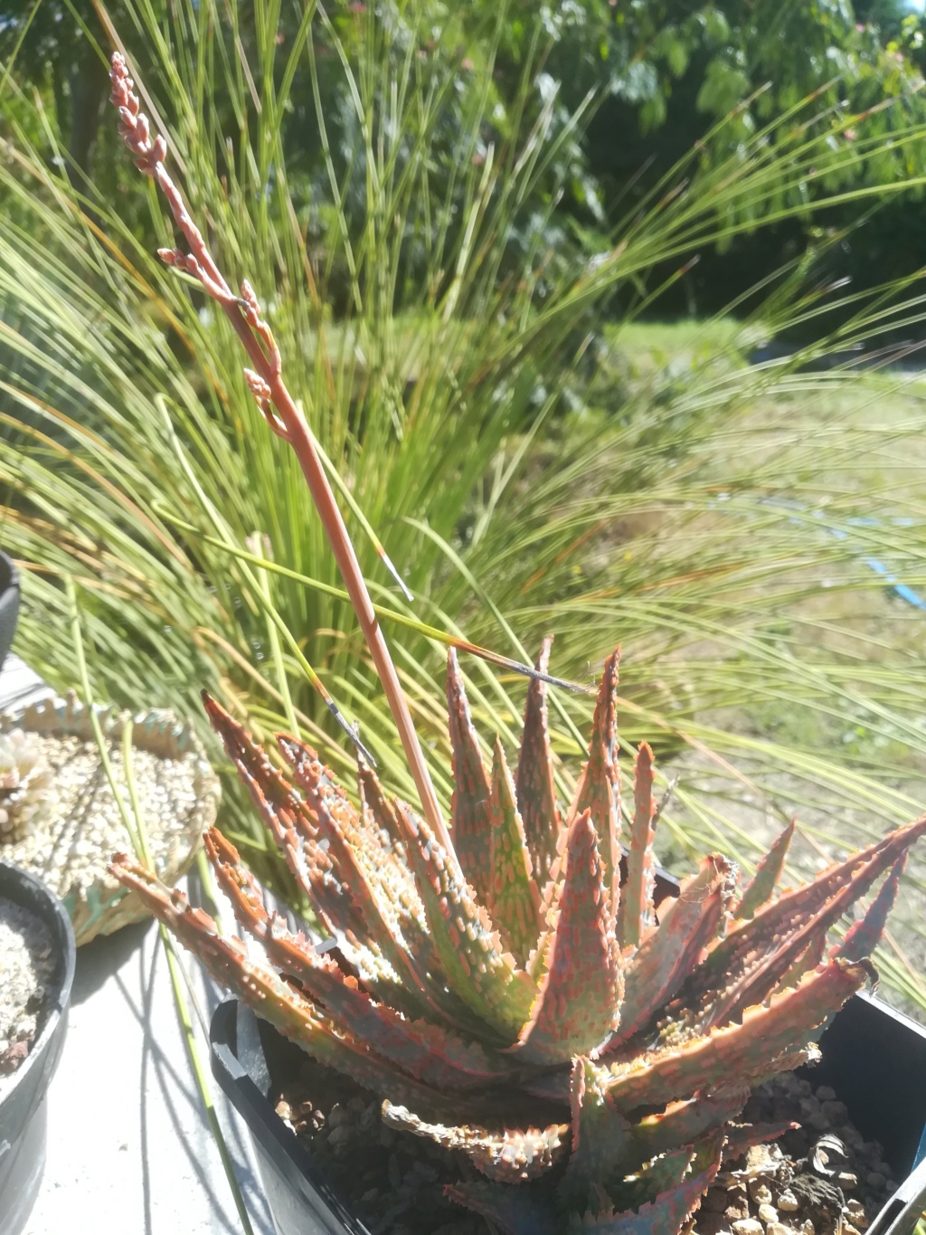 Aloe zebrina "dannyz"  Img_2283