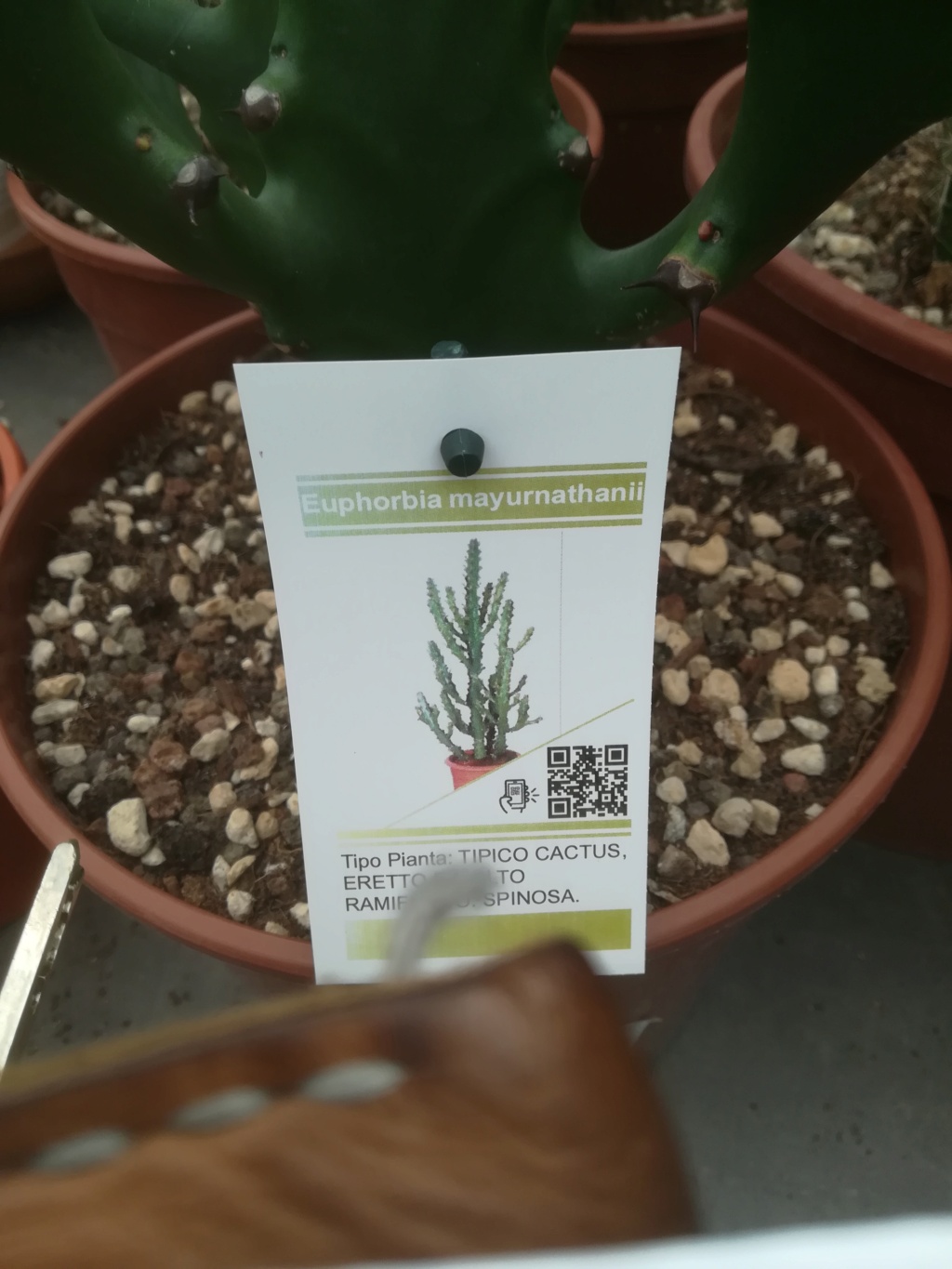 Euphorbia mayurnathanii Img_2480