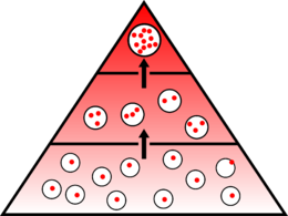 La bioaccumulation: petites substances, grosses conséquences Pirami10