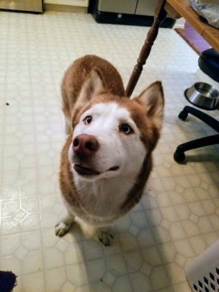 female Husky ready for a home near Houston Texas 310