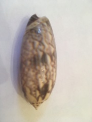 Miniaceoliva lamberti (Jousseaume, 1884) 16936e10