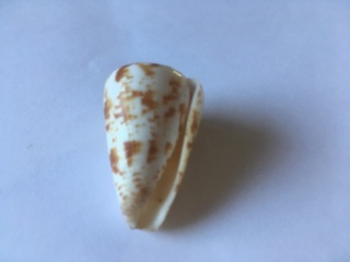 Tesselliconus caracteristicus (Fischer von Waldheim, 1807) 624eb610