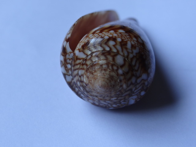 Conus (Cylinder) dalli Stearns, 1873 Ae3c5e10