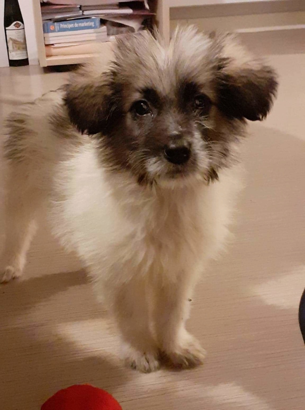 NALA (ex ELENA) - chiot femelle, croisée shi tzu, petite taille à l'âge adulte - Née environ en août 2019 - REMEMBER ME LAND - Adoptée par Cassandra et Valentin (33)  Receiv11